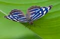 217 Fleck-Schillerfalter - Myscelia cyaniris